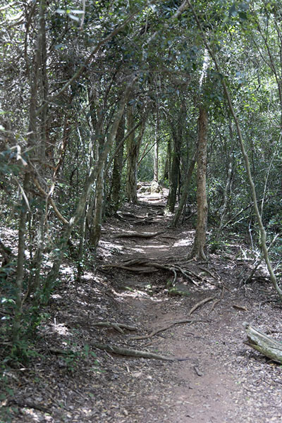 Foto di Trail in Ybycui National ParkYbycui National Park - Paraguay