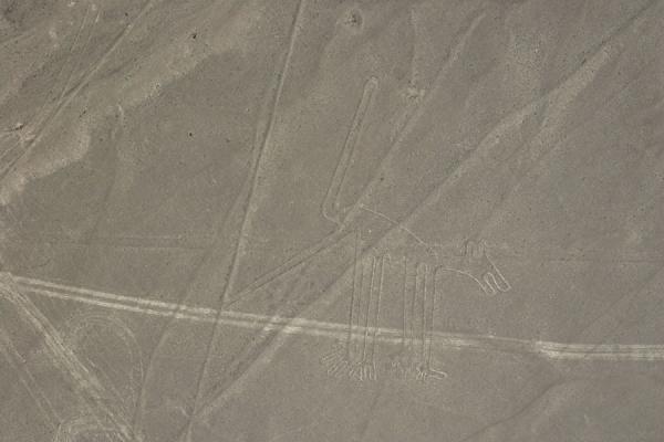 Picture of Nazca lines (Peru): Figure of the Dog: one of the many geoglyphs in the Nazca desert