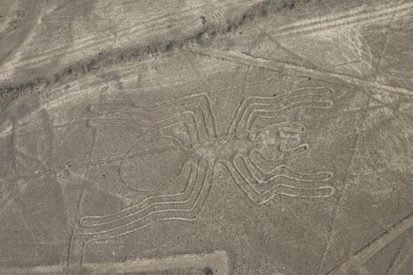 Picture of Nazca lines (Peru): A big Spider in the Jumana pampa