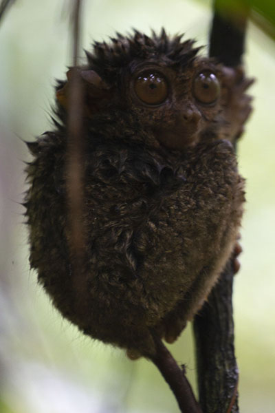 Picture of Wet tarsier in a tree in the rain
