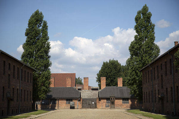 Picture of Barracks with trees in AuschwitzAuschwitz-Birkenau - Poland