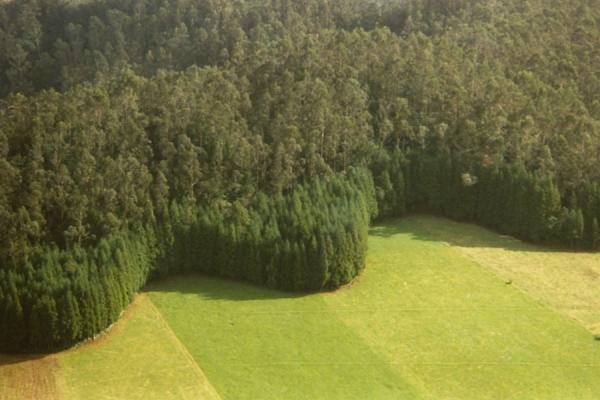 Foto van Tree landscape in Azores - Portugal - Europa