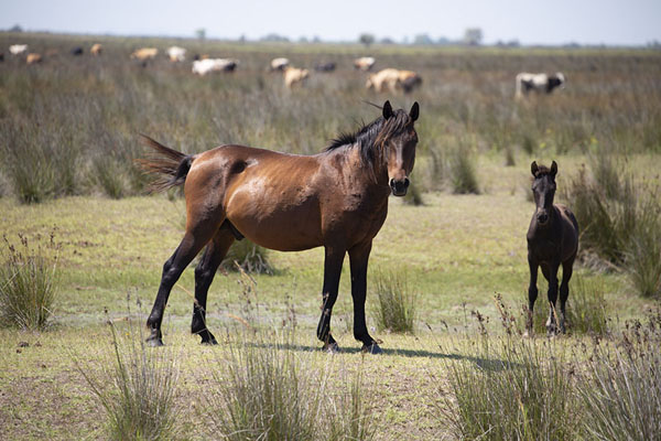 Feral Danube Delta horses in the plains | Sulina Danube delta | Romania