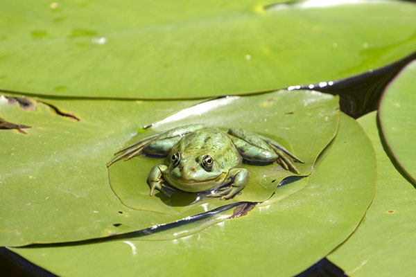 One of the many frogs on a leaf in the Danube delta | Sulina Danube delta | Romania