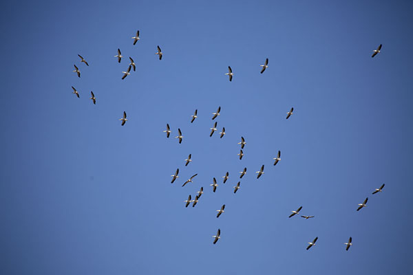 Flock of pelicans flying over the Danube delta | Delta du Danube de Sulina | Roumanie