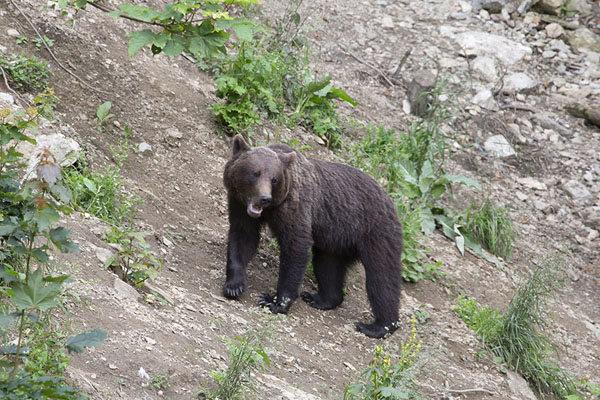 Foto van Roemenië (Brown bear in an open spot in the forest)