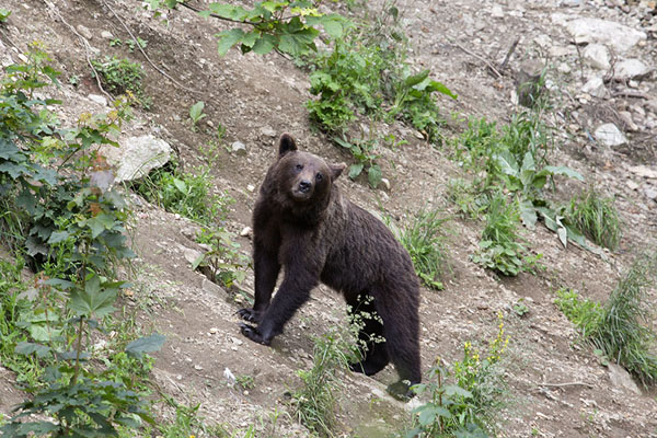 Brown bear gauging his surroundings | Observar osos en Zărnești | Rumania