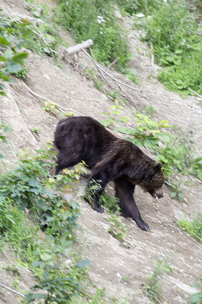 Bear walking down a slope | Zărnești bear spotting | Romania