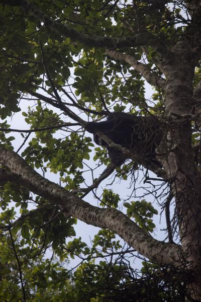 Foto van Chimpanzee high up in a tree in CyamudongoChimpanzee tracking - Rwanda