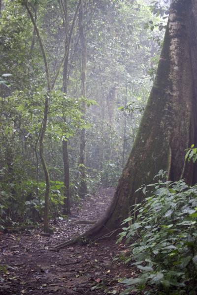 Foto van Daylight seeping through the foggy forestChimpanzee tracking - Rwanda