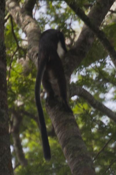 Picture of Chimpanzee tracking (Rwanda): Long-tailed Mona monkey in a tree in Cyamudongo