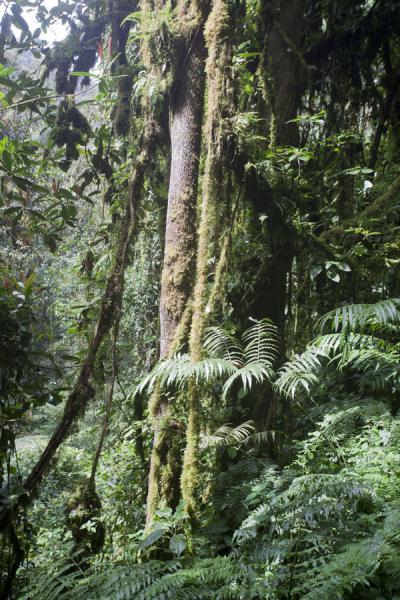 Foto de Part of the forest in Nyungwe ParkIsumo waterfall trail - Ruanda