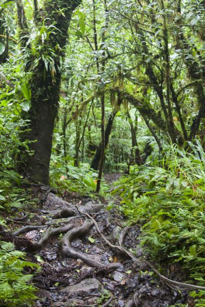 Picture of Root-covered stretch of the trail leading up to Nevis Peak