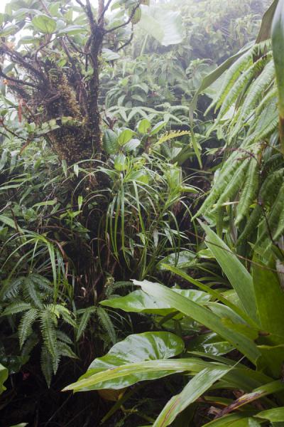 Picture of Dense vegetation on the way to the summit, along the crater rim of Nevis Peak