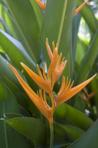 Foto van Orange flower between green leavesDiamond Botanical Garden - Santa Lucia