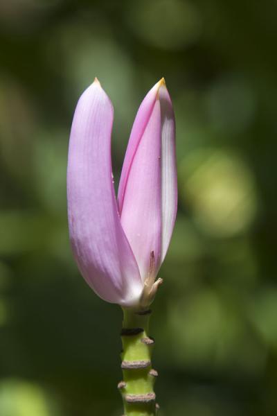 Foto di Bulb of a pink flower in the Diamond Botanical GardensDiamond Botanical Garden - Santa Lucia