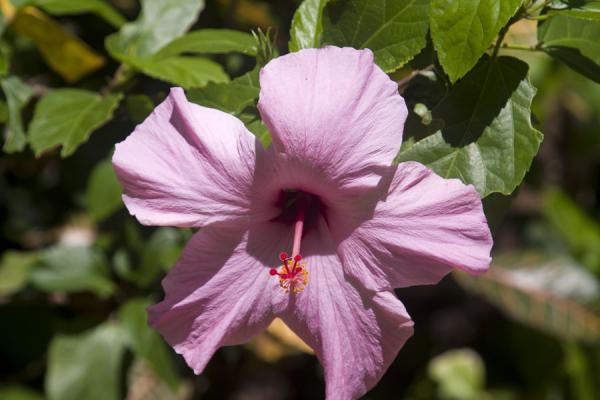 Foto van Pink flower in the Diamond Botanical GardensDiamond Botanical Garden - Santa Lucia
