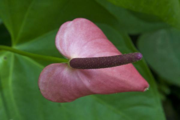 Foto van One of the beautiful pink flowers in the Diamond Botanical GardensDiamond Botanical Garden - Santa Lucia