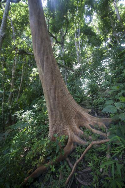 Photo de Eucalyptus tree on the trail to the summit of Petit PitonPetit Piton - Sainte Lucie