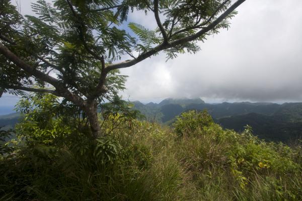 Foto van View from Petit Piton towards the north of the islandPetit Piton - Santa Lucia