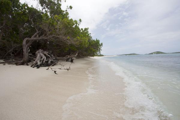 Foto van Beach side of Petit Tabac islandTobago Cays - Saint Vincent en de Grenadines