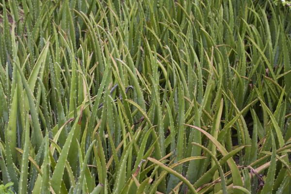 Foto de Aloe vera plants on Baradal islandCayos de Tobago - San Vicente y las Granadinas