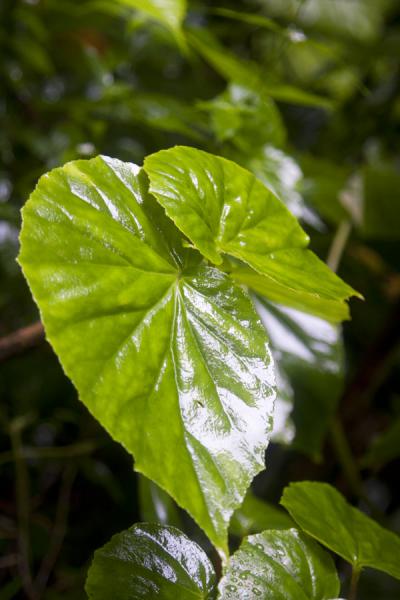 Picture of Vermont nature trail (Saint Vincent and the Grenadines): One of the great, bright green leaves in the Vermont trail area