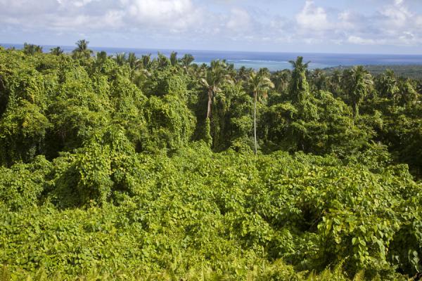 Picture of Pulelemei ancient mound (Samoa): View of the forest-covered southern side of Savai'i island from the top of the ancient mound of Pulemelei