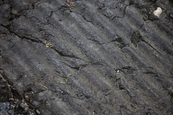 Picture of Savai'i lava fields (Samoa): Imprint of the corrugated roof of LMS church on the lava field