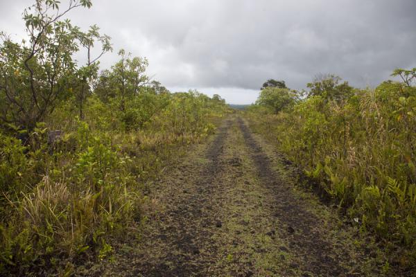 Dirt track leading up to the crater of Mt. Matavanu | Savai'i lava fields | Samoa