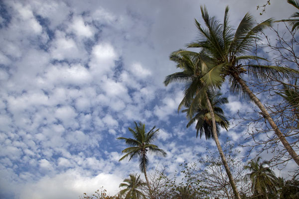 Looking up palm trees on Praia Cajù | Belo Monte hike | São Tomé and Príncipe