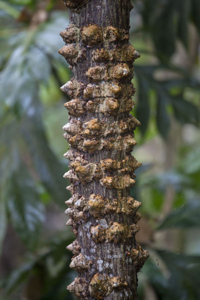 Picture of Close-up of a branchCascata Angolar - São Tomé and Príncipe