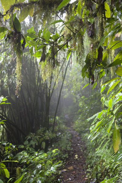 Picture of Trail to Lago AmeliaLago Amelia - São Tomé and Príncipe