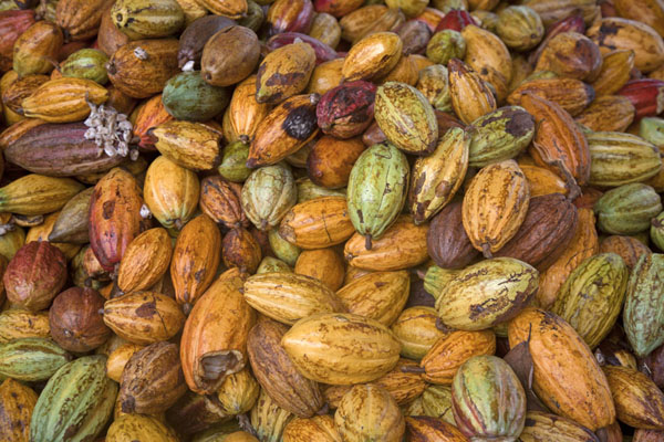 Picture of Bunch of cocoa fruits in various coloursRoça Monteforte - São Tomé and Príncipe