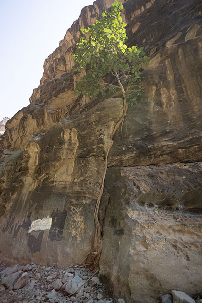Foto van Tree growing against the rock face of the canyonWadi Lajab - Saoedi Arabië