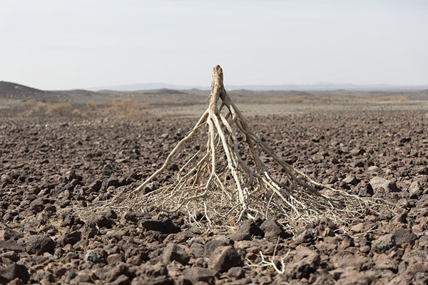 Dry bush on the soil outside Wahbah crater | Wahbah Crater | Saudi Arabia