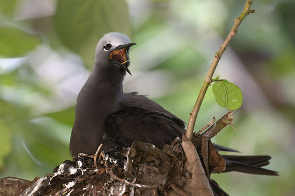 Foto van Lesser noddy on a nest in a tree on Cousin islandCousin - Seychellen