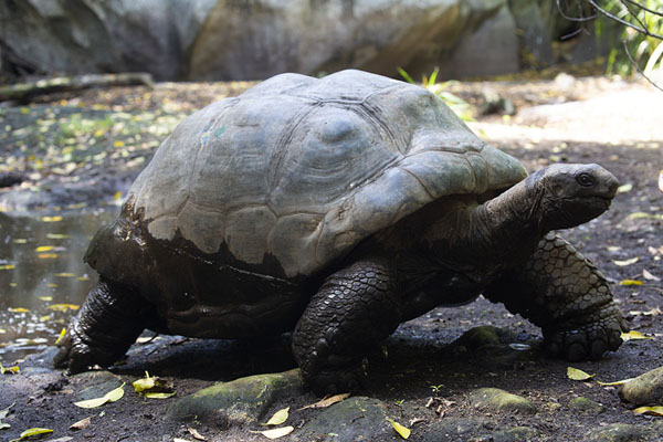 Picture of Aldabra giant tortoise roaming the grounds of Cousin islandCousin - Seychelles