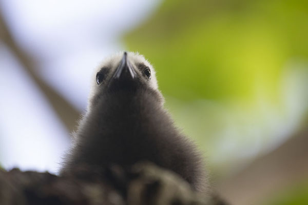 Picture of Lesser noddy chick on CousinCousin - Seychelles