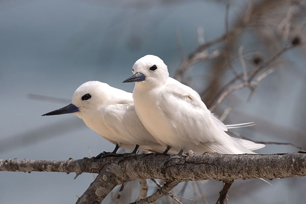 Two white terns in a tree on the beach | Cousin island | Seychelles