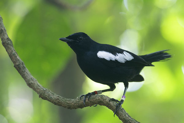 Picture of Seychelles magpie-robin on a branch on CousinCousin - Seychelles