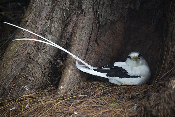 White-tailed tropicbird in its nest under a tree | Cousin island | Seychelles