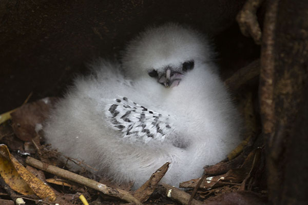Foto van White-tailed tropicbird chick in a nest at the foot of a treeCousin - Seychellen