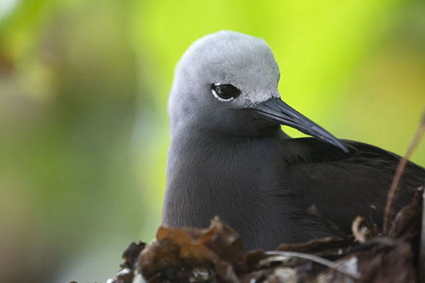 Photo de Seychelles (Lesser noddy in a nest on Cousin, one of the largest of their breeding grounds)