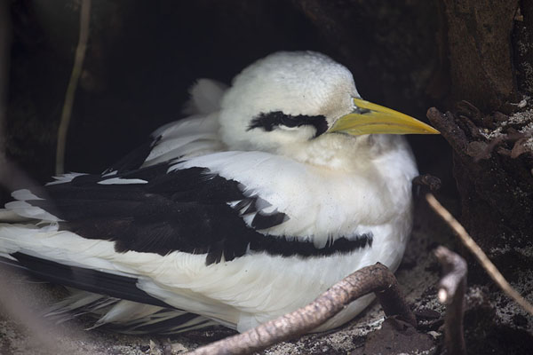 Foto van White-tailed tropicbird nesting on the groundCousin - Seychellen