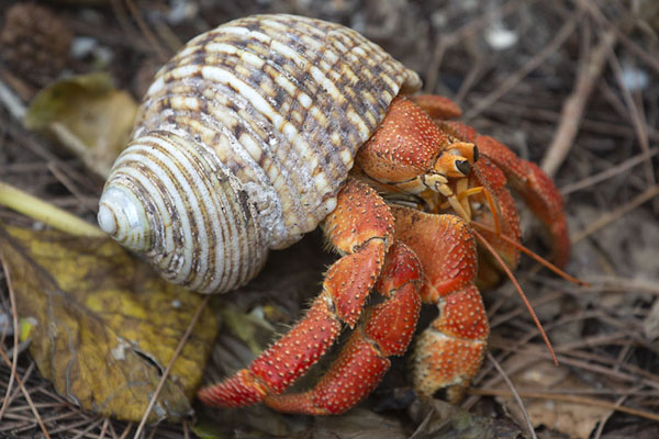 Hermit crab om the forest grounds of Cousin | Cousin island | Seychelles