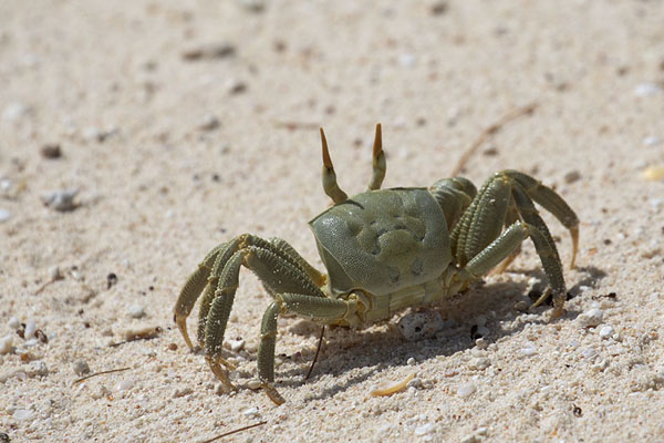 Picture of One of the many crabs on the beach of CousinCousin - Seychelles