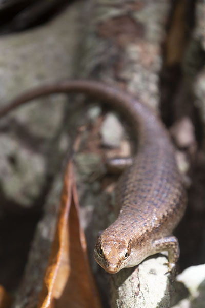 Picture of Wright's skin, one of the lizards of Cousin, on a branchCousin - Seychelles