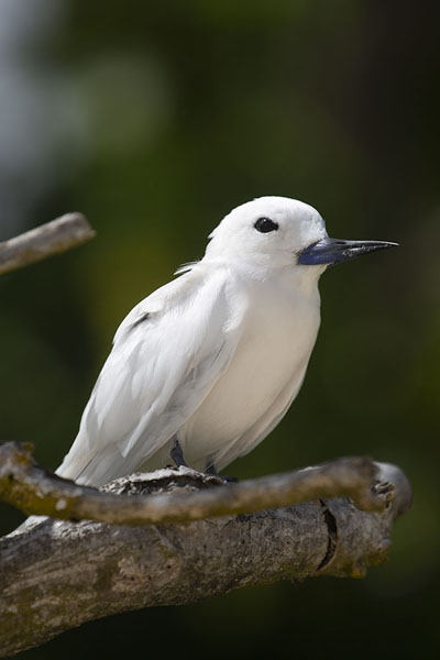Foto van White tern on a branch on Cousin islandCousin - Seychellen