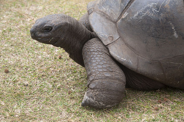 Picture of Curieuse island (Seychelles): Aldabra giant tortoise in close-up on Curieuse island